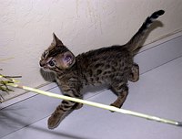 SierraGold Bengals: Lancelot<br>